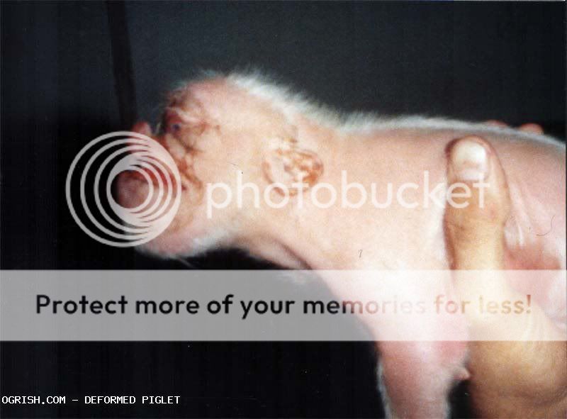 Nace cerdo con cara de mono... Ogrish-dot-com-deformed_pig3