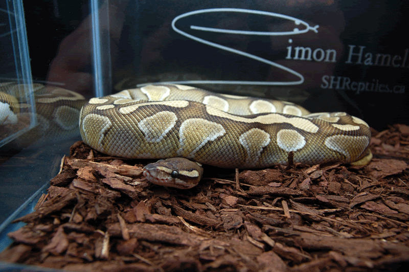 Photos PR- Bourse de Montréal - Mars 2010 Mtlmarch2010_shreptiles06