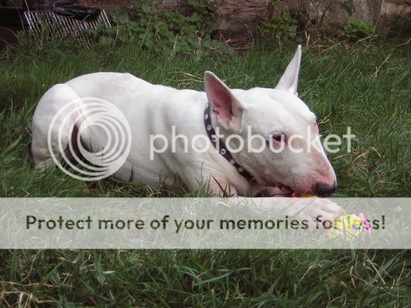 My Bullies - Sadly all now in doggie-heaven x March2009137