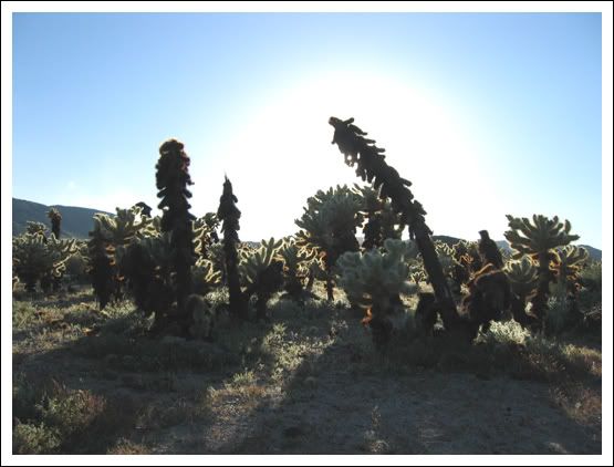 Cactus Garden