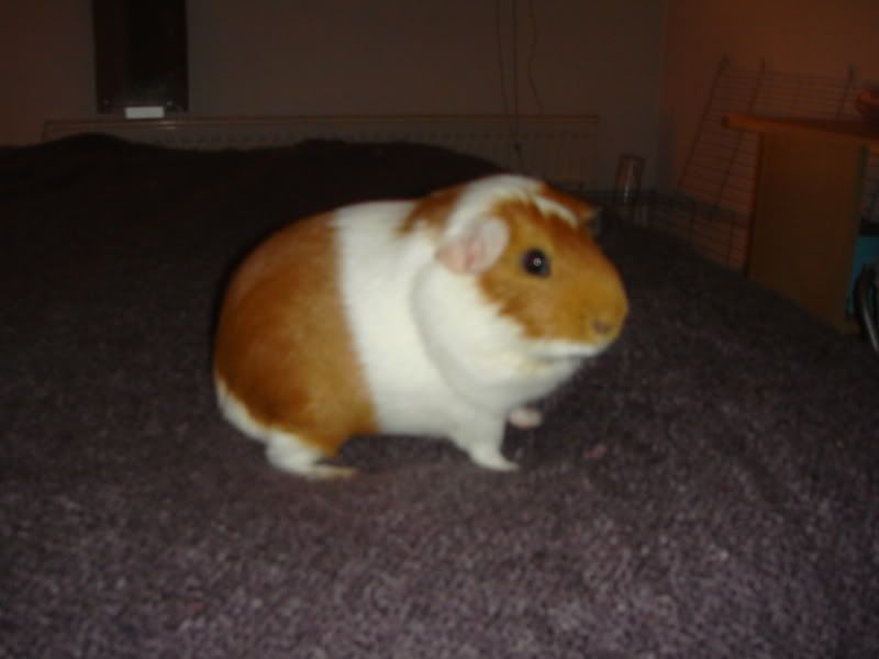 DSC00055.jpg