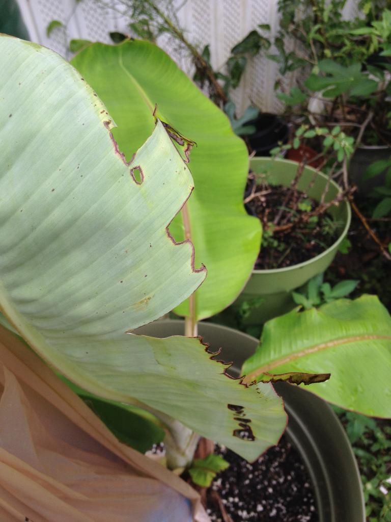 Banana leaf with burn? holes? - Bananas.org