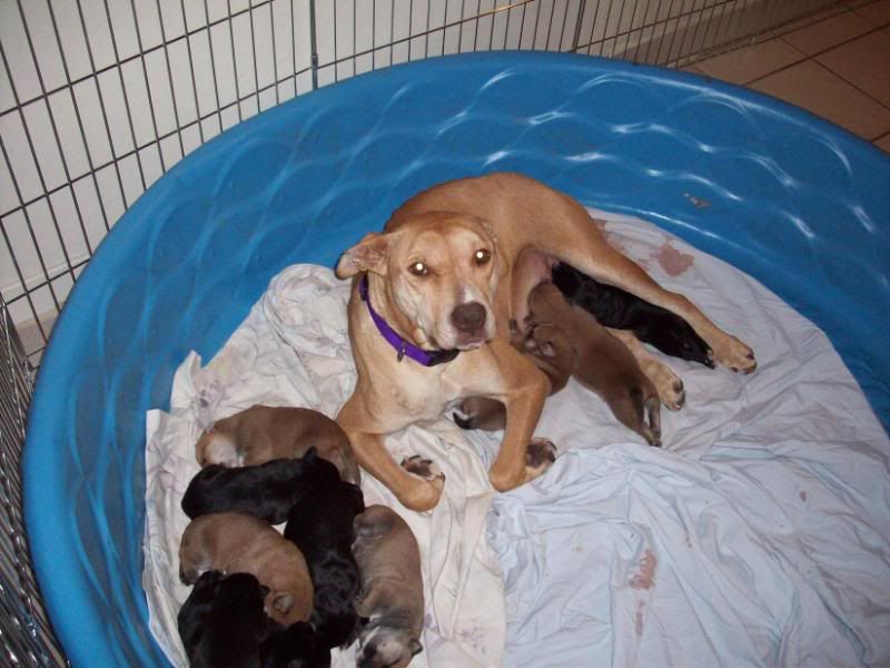 Fostering dogs Pups001