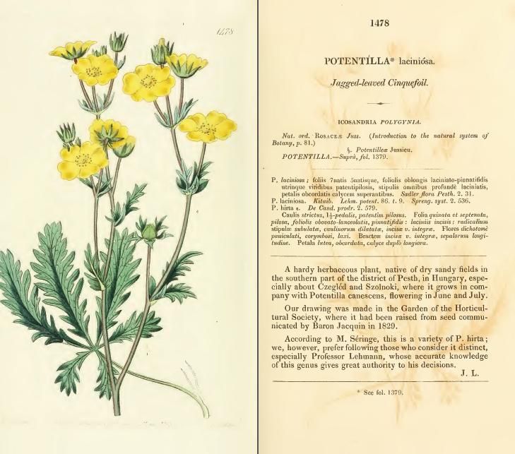 Edwardss Botanical Register Floral Prints 15 Volumes PDF On CD  