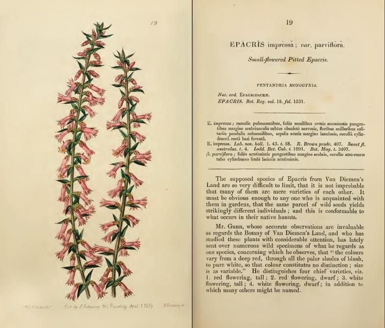 Edwardss Botanical Register Floral Prints 15 Volumes PDF On CD  