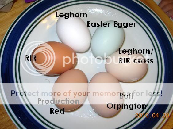 Eggs by Breed... PIC