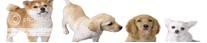 Nintendogs DS Guild  banner