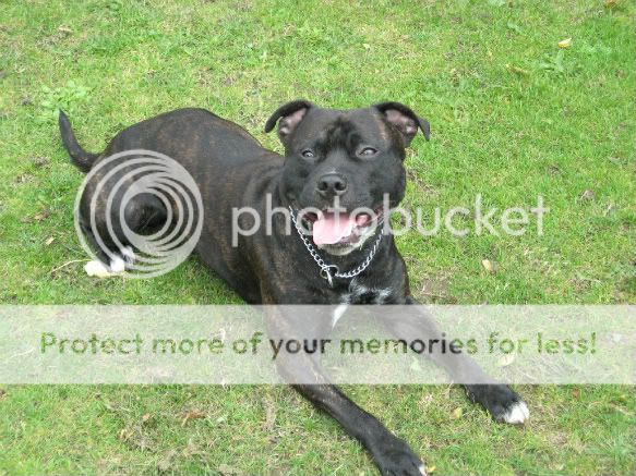 Staffies smile Picture004