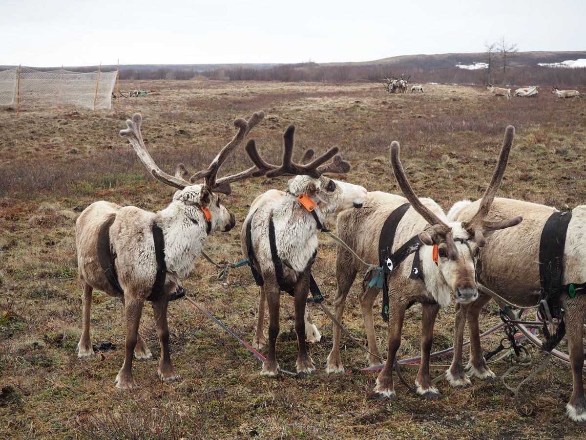 Nenets047.jpg