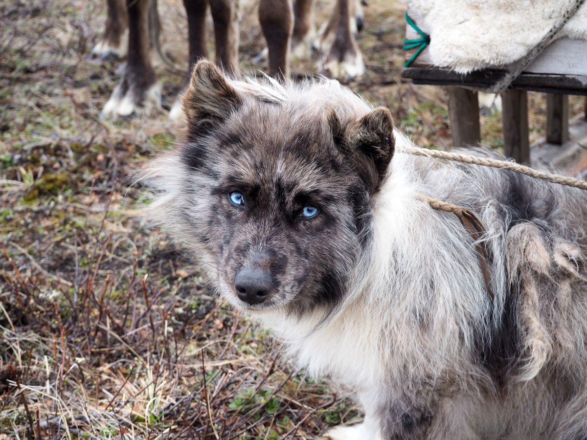 Nenets049.jpg