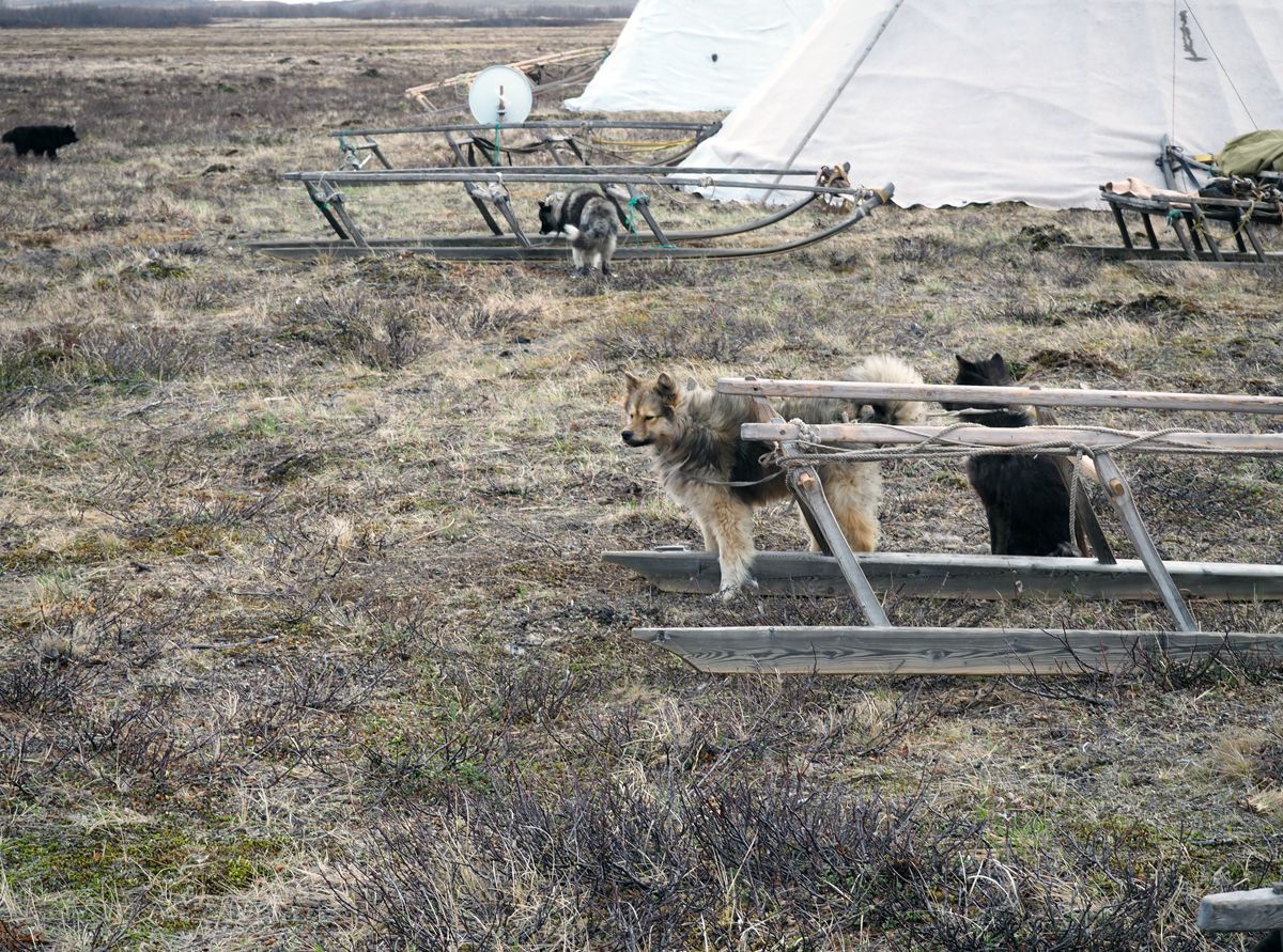 Nenets056.jpg