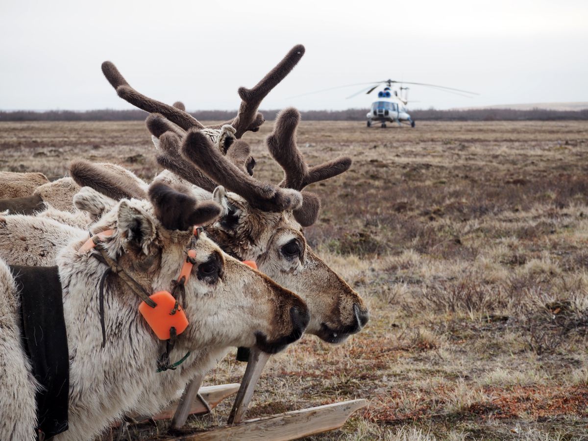 Nenets059.jpg