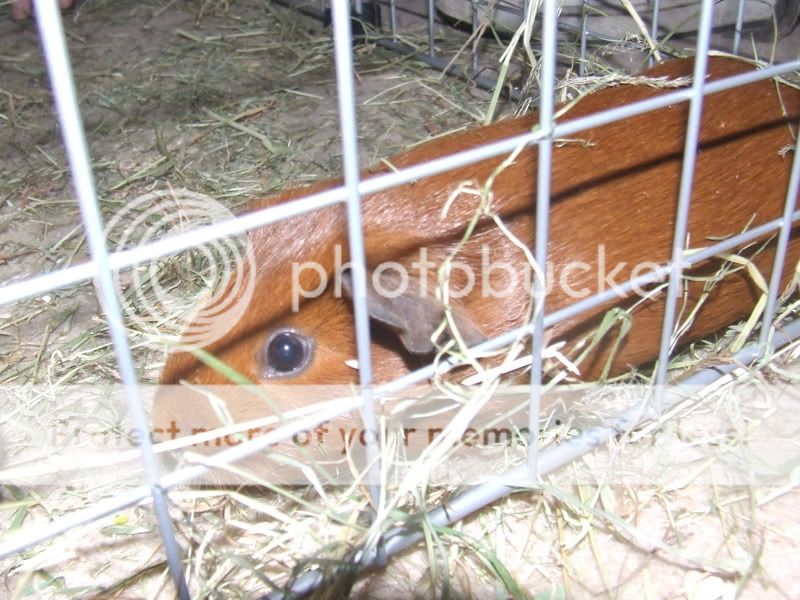 guineapigs001.jpg