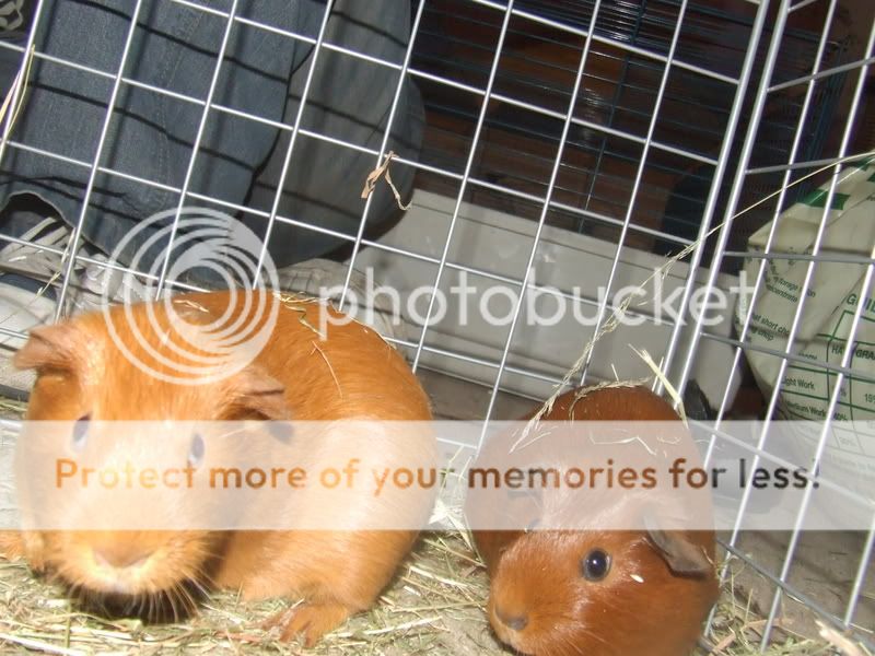 guineapigs002.jpg