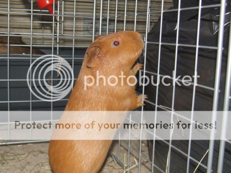 guineapigs010.jpg