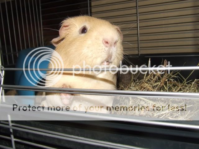 guineapigs122.jpg