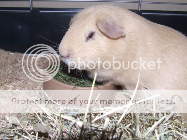 guineapigs123.jpg