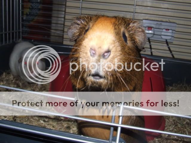 guineapigs126.jpg