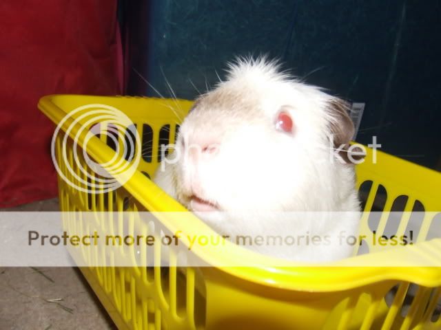 guineapigs134.jpg