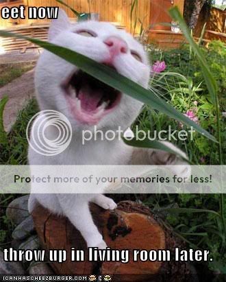 Lolcats Funny-pictures-cat-eats-grass-throw