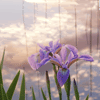 Image hosting by Photobucket