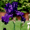 Image hosting by Photobucket