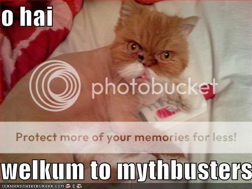 meowwwwwww Funny-pictures-mythbuster-cat