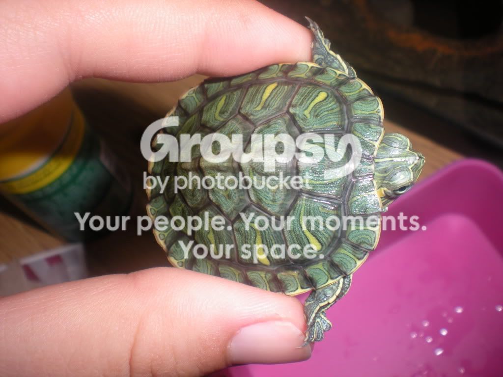 Redearslider.com :: View topic - New baby RES turtle shell? is this ok?