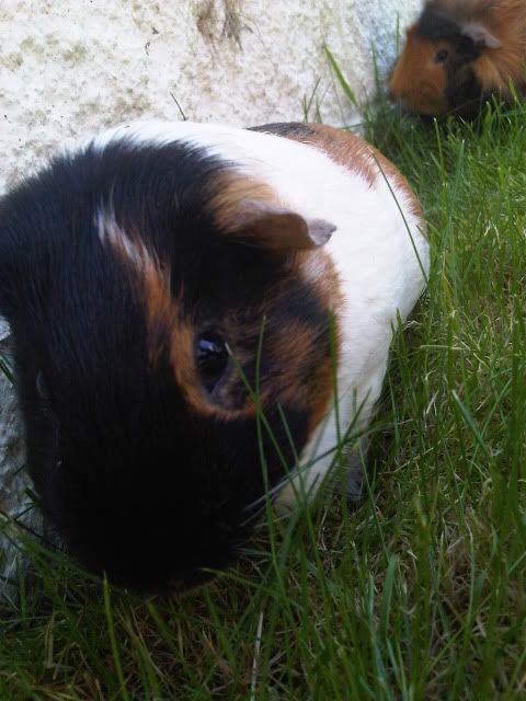 IMG00049-20100524-1528.jpg