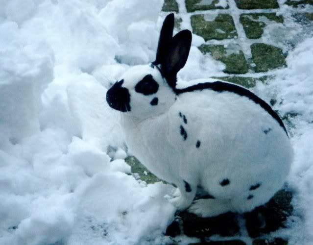 cookieinthesnow.jpg