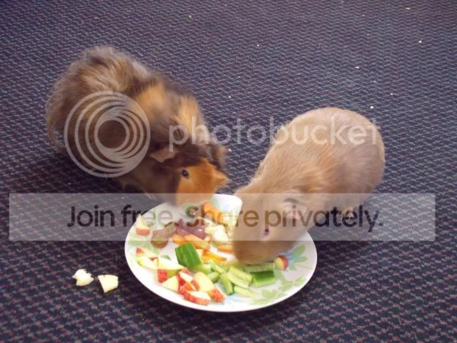 piggies.jpg