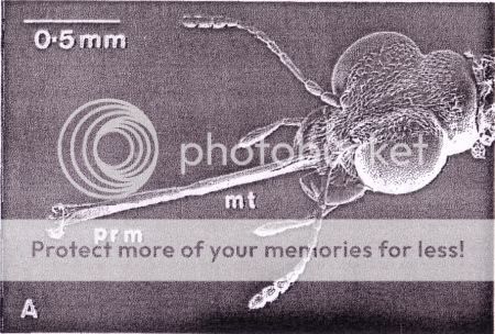 Family Crunch: Beetles Stenus-head