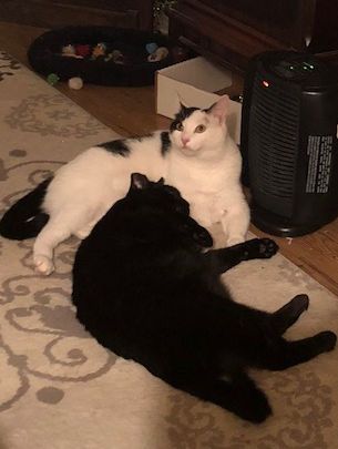  photo Sherlock and Salem 1-18.jpg