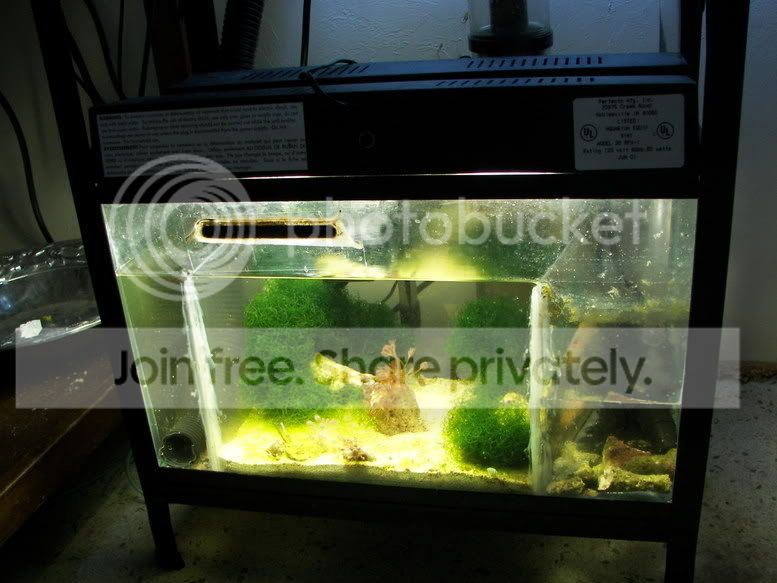 How to build a refuge on a 29g biocube?? | Aquarium Forum