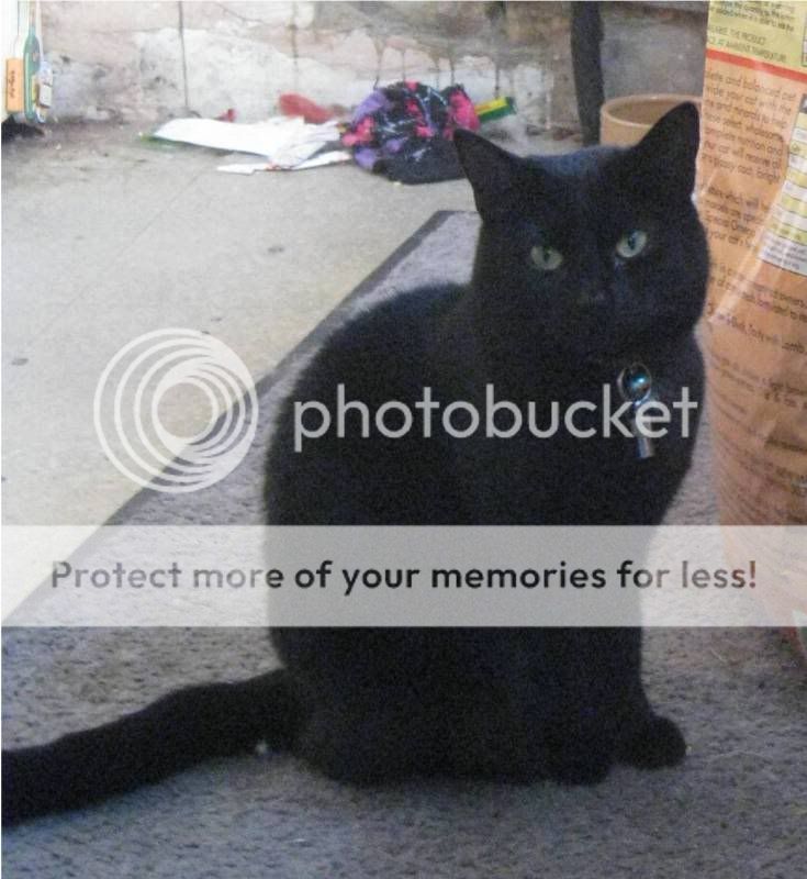 LOST:- black female cat  Ashington , Northumberland Picture1