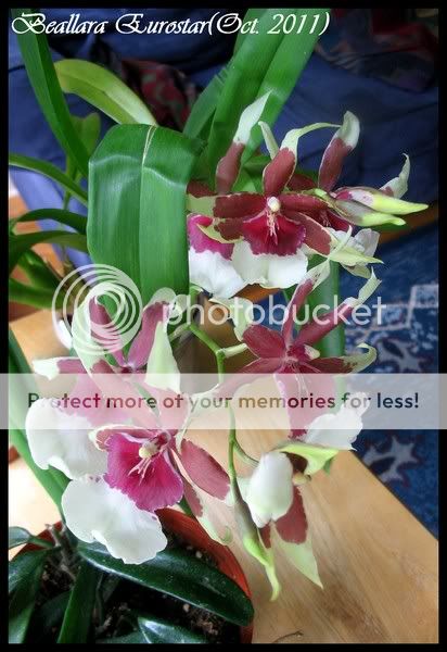 Orchidées faciles pour tous (avec index) IMG_2703