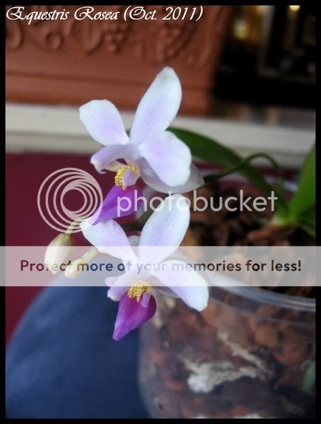 Orchidées faciles pour tous (avec index) IMG_2740