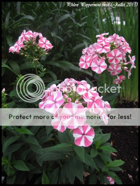 Phlox paniculata Peppermint Twist IMG_7761_zps8382c653