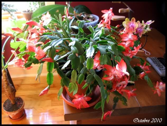 Cactus de Noël rose néon ( Schlumbergera truncata ) IMG_0198