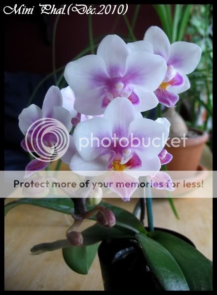 Phalaenopsis miniature Lilas-Blanc IMG_0553