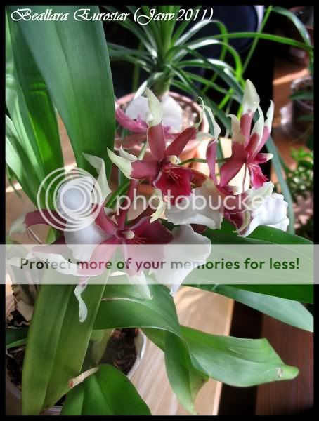 Orchidées faciles pour tous (avec index) IMG_0572