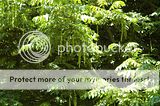 Pterocarya fraxinifolia Th_DSC_4876_arbreprevert