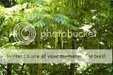 Pterocarya fraxinifolia Th_DSC_4877_arbreprevert