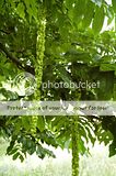 Pterocarya fraxinifolia Th_DSC_4881_arbreprevert