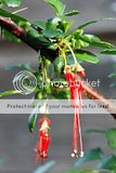 Ribes speciosum Th_ribes_speciosum_jan07_5103