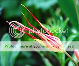 Tulipes botaniques. Par Markot Th_DSC_2973_tulipa_acuminata