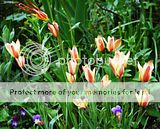 Tulipes botaniques. Par Markot Th_DSC_2974_tulipes_clusianaacuminata