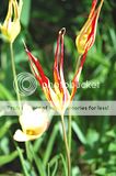 Tulipes botaniques. Par Markot Th_DSC_3025_tulipa-acuminata