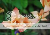 Tulipes botaniques. Par Markot Th_DSC_3239_tulipa_clusiana_cynthia