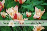 Tulipes botaniques. Par Markot Th_DSC_3241_tulipa_clusiana_cynthia